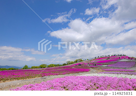 茶臼山高原の芝桜 茶臼山高原の芝桜 114925831