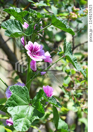 ゼニアオイ（銭葵） 114925925