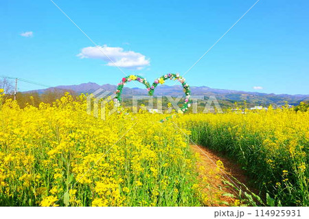 満開の菜の花畑 ヴェンテンガルテン 上山市 満開の菜の花畑 ヴェンテンガルテン 上山市 114925931