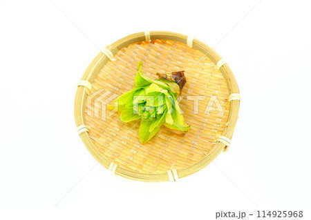 フキノトウ ふきのとう 蕗の薹 フキノトウ ふきのとう 蕗の薹 114925968