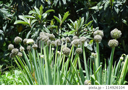 ネギボウズ(葱坊主) ネギボウズ(葱坊主) 114926104