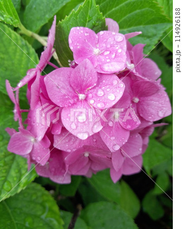 beautiful hydrangea pink flower in the garden 114926188