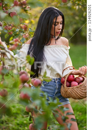 Lovely woman in white shirt is picking fresh apples from tree in village garden. Portrait of young tender lady in jeans shorts, carrying apples in basket at warm sunny day. Gardening, harvest concept. 114926201