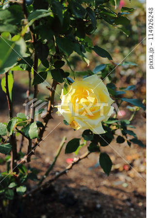 荒尾市　おもやい市民花壇　バラの花 114926248