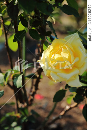荒尾市　おもやい市民花壇　バラの花 114926249