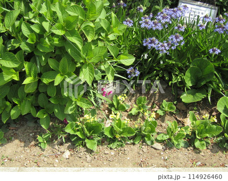 オオツルボの前の紫陽花の木 オオツルボの前の紫陽花の木 114926460
