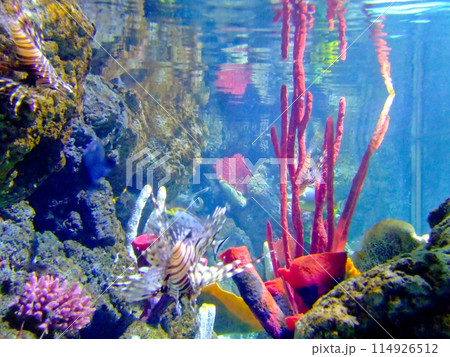 Purple coral Purple coral 114926512