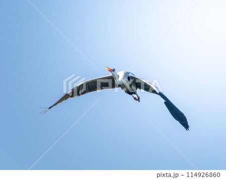 空を飛ぶアオサギ 空を飛ぶアオサギ 114926860