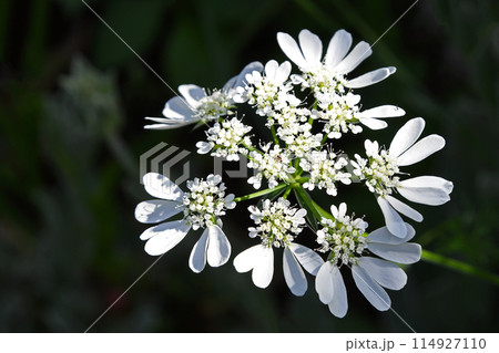 オルレア・ホワイトレース オルレア・ホワイトレース 114927110