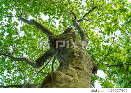 新緑のプラタナスを見上げる 新緑のプラタナスを見上げる 114927503