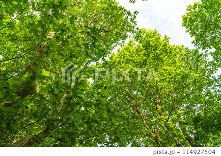 新緑のプラタナスを見上げる 114927504