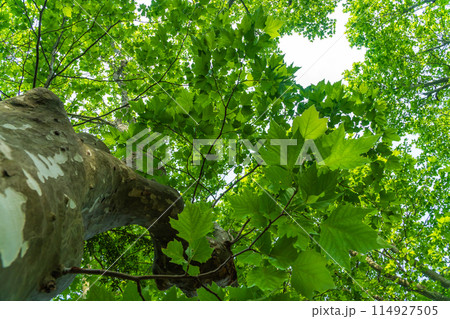 新緑のプラタナスを見上げる 114927505