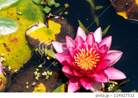 赤い睡蓮の花 赤い睡蓮の花 114927512