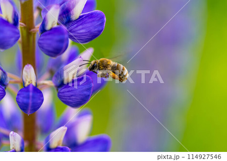 ルピナスとハナバチ～春の風景～ 114927546