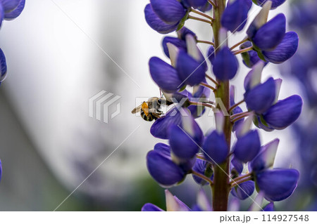 ルピナスとハナバチ～春の風景～ 114927548