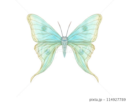 Fluttering yellow blue butterflies. Abstract watercolor delicate insect. Hand drawn illustration of beautiful tropical animal. Decorative element for art deco design. For textile, wedding invitation Fluttering yellow blue butterflies. Abstract watercolor delicate insect. Hand drawn illustration of beautiful tropical animal. Decorative element for art deco design. For textile, wedding invitation 114927789