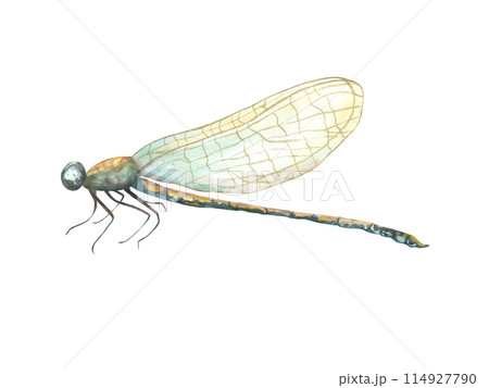 butterfly, insect, abstract, fluttering, fragile wings, pink, watercolor, hexapod, flying, romantic, morpho butterfly, animal, golden, outline, lepidoptera, monarch, love, fly, meadow, decorative, ill butterfly, insect, abstract, fluttering, fragile wings, pink, watercolor, hexapod, flying, romantic, morpho butterfly, animal, golden, outline, lepidoptera, monarch, love, fly, meadow, decorative, ill 114927790