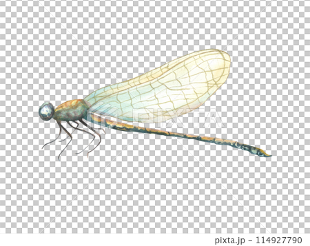 butterfly, insect, abstract, fluttering, fragile wings, pink, watercolor, hexapod, flying, romantic, morpho butterfly, animal, golden, outline, lepidoptera, monarch, love, fly, meadow, decorative, ill butterfly, insect, abstract, fluttering, fragile wings, pink, watercolor, hexapod, flying, romantic, morpho butterfly, animal, golden, outline, lepidoptera, monarch, love, fly, meadow, decorative, ill 114927790