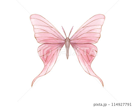 Pink butterfly. Abstract delicate insect with gold outline. Watercolor illustration of animal with fully opened wings. Decorative element for art deco design. For textile, wedding cards Pink butterfly. Abstract delicate insect with gold outline. Watercolor illustration of animal with fully opened wings. Decorative element for art deco design. For textile, wedding cards 114927791