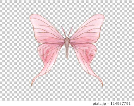Pink butterfly. Abstract delicate insect with gold outline. Watercolor illustration of animal with fully opened wings. Decorative element for art deco design. For textile, wedding cards Pink butterfly. Abstract delicate insect with gold outline. Watercolor illustration of animal with fully opened wings. Decorative element for art deco design. For textile, wedding cards 114927791