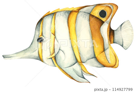 Colorful tropical fish. Aquarium animals .Watercolor illustration tropical fish. Underwater sealife concept. Colorful tropical fish. Aquarium animals .Watercolor illustration tropical fish. Underwater sealife concept. 114927799