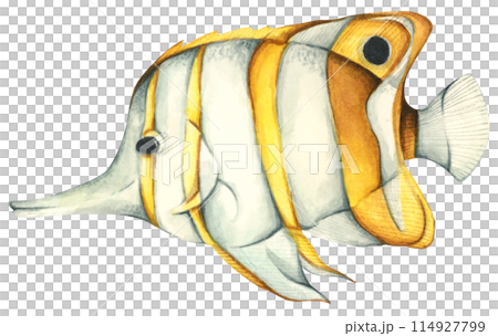 Colorful tropical fish. Aquarium animals .Watercolor illustration tropical fish. Underwater sealife concept. Colorful tropical fish. Aquarium animals .Watercolor illustration tropical fish. Underwater sealife concept. 114927799