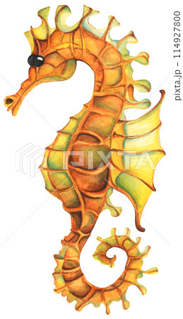 Colorful tropical fish. Aquarium animals .Watercolor illustration tropical fish. Underwater sealife concept. 114927800