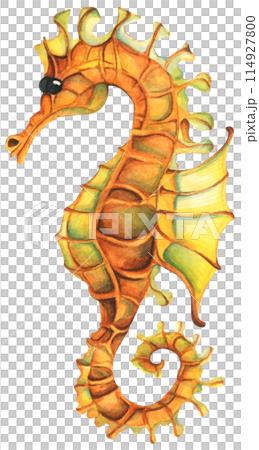 Colorful tropical fish. Aquarium animals .Watercolor illustration tropical fish. Underwater sealife concept. 114927800