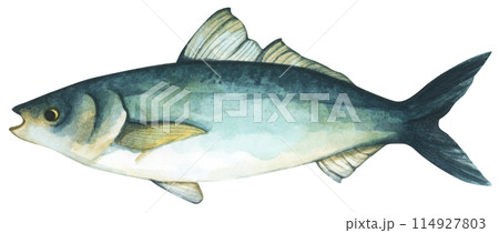 Colorful tropical fish. Aquarium animals .Watercolor illustration tropical fish. Underwater sealife concept. 114927803