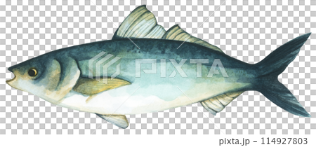 Colorful tropical fish. Aquarium animals .Watercolor illustration tropical fish. Underwater sealife concept. 114927803