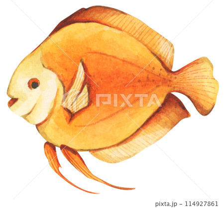 Colorful tropical fish. Aquarium animals .Watercolor illustration tropical fish. Underwater sealife concept. 114927861