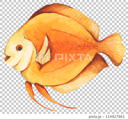 Colorful tropical fish. Aquarium animals .Watercolor illustration tropical fish. Underwater sealife concept. 114927861