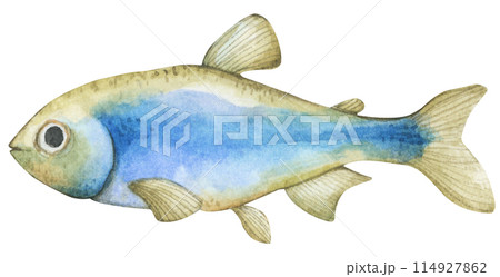 Colorful tropical fish. Aquarium animals .Watercolor illustration tropical fish. Underwater sealife concept. 114927862