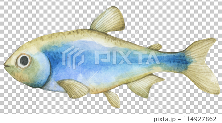 Colorful tropical fish. Aquarium animals .Watercolor illustration tropical fish. Underwater sealife concept. 114927862