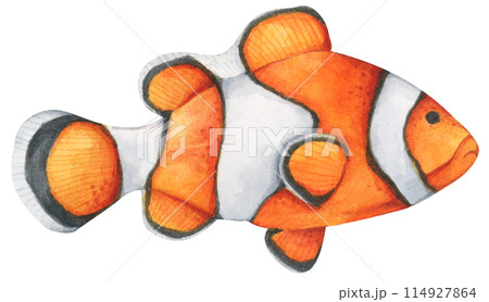 Colorful tropical fish. Aquarium animals .Watercolor illustration tropical fish. Underwater sealife concept. 114927864