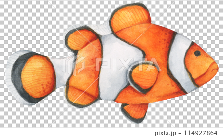 Colorful tropical fish. Aquarium animals .Watercolor illustration tropical fish. Underwater sealife concept. 114927864