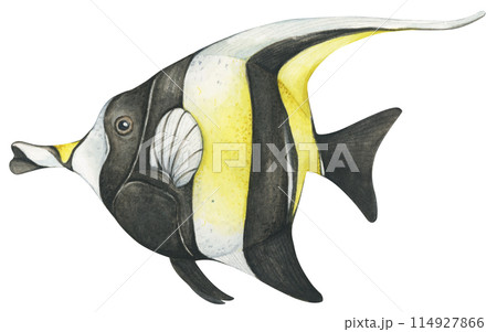 Colorful tropical fish. Aquarium animals .Watercolor illustration tropical fish. Underwater sealife concept. 114927866