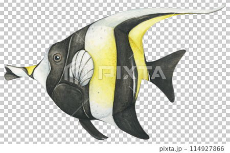 Colorful tropical fish. Aquarium animals .Watercolor illustration tropical fish. Underwater sealife concept. 114927866