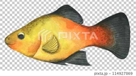 Colorful tropical fish. Aquarium animals .Watercolor illustration tropical fish. Underwater sealife concept. Colorful tropical fish. Aquarium animals .Watercolor illustration tropical fish. Underwater sealife concept. 114927869