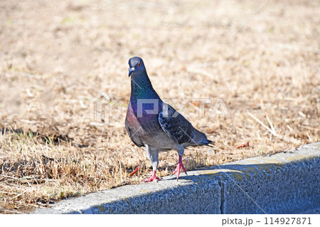 ドバト（土鳩） 114927871