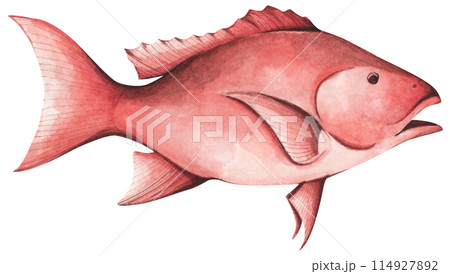 Colorful tropical fish. Aquarium animals .Watercolor illustration tropical fish. Underwater sealife concept. 114927892