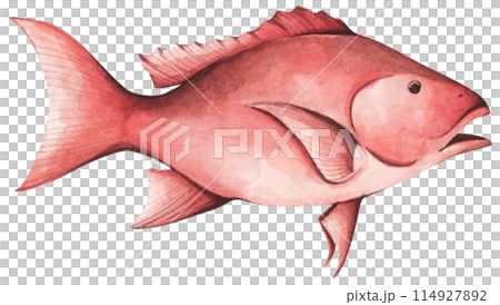 Colorful tropical fish. Aquarium animals .Watercolor illustration tropical fish. Underwater sealife concept. 114927892