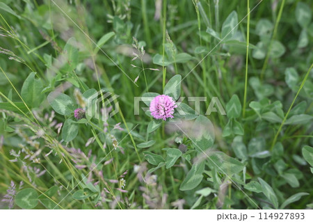 アザミ　花 114927893