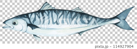 Colorful tropical fish. Aquarium animals .Watercolor illustration tropical fish. Underwater sealife concept. 114927904