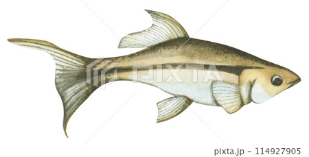 Colorful tropical fish. Aquarium animals .Watercolor illustration tropical fish. Underwater sealife concept. 114927905