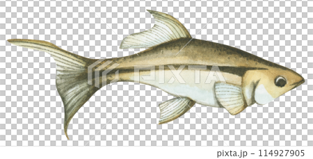 Colorful tropical fish. Aquarium animals .Watercolor illustration tropical fish. Underwater sealife concept. 114927905