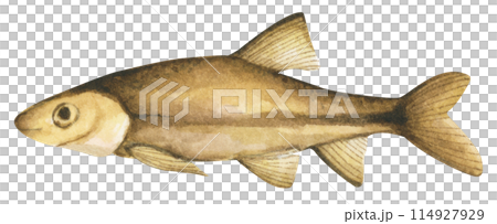 Colorful tropical fish. Aquarium animals .Watercolor illustration tropical fish. Underwater sealife concept. Colorful tropical fish. Aquarium animals .Watercolor illustration tropical fish. Underwater sealife concept. 114927929