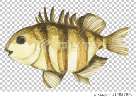 Colorful tropical fish. Aquarium animals .Watercolor illustration tropical fish. Underwater sealife concept. 114927970