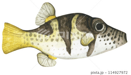 Colorful tropical fish. Aquarium animals .Watercolor illustration tropical fish. Underwater sealife concept. 114927972