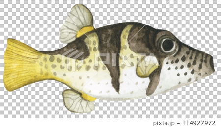 Colorful tropical fish. Aquarium animals .Watercolor illustration tropical fish. Underwater sealife concept. 114927972